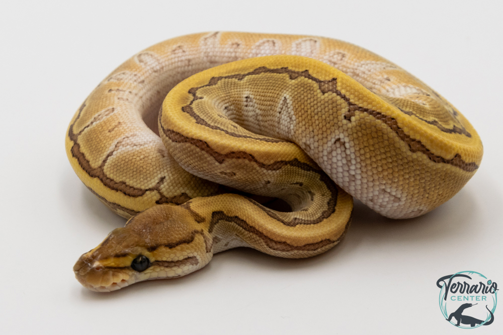 Python royal - Python regius Butter Pinstripe