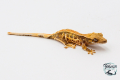 Correlophus ciliatus Lily White - Gecko à crête - Juvénile 11 -  NC 2023 - PH2024011010152259