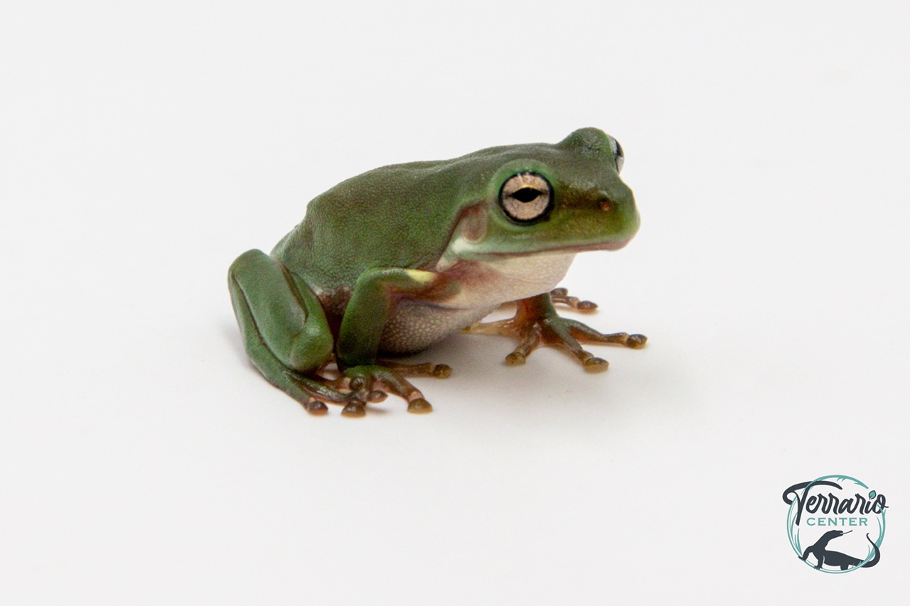 Dryopsophus (Litoria) caeruleus - Rainette de White 