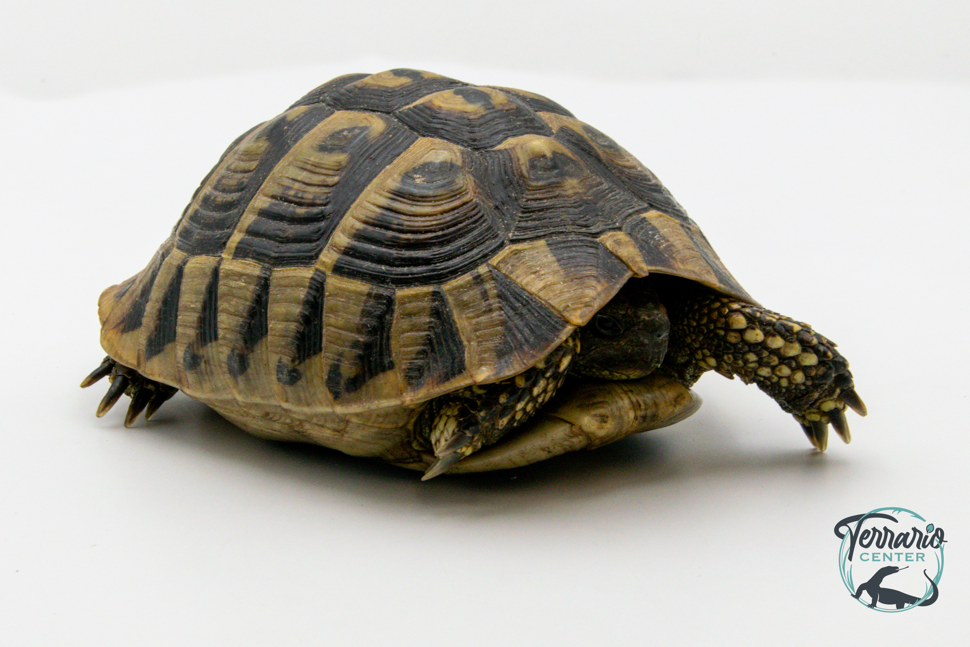 Tortue d'Hermann - Testudo hermanni boettgeri 14-16 cm - Femelle 