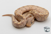 Python royal - Python regius Banana Pastel