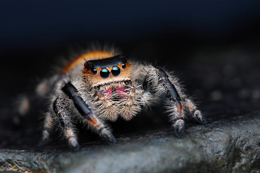 Arachnides