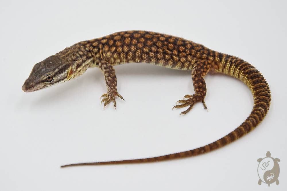 Varanus acanthurus - Varan à queue épineuse -  NC 2024