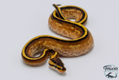 Python royal - Python regius Super Stripe