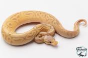 Python royal - Python regius Banana Pewter