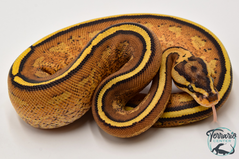 Python royal - Python regius Super Stripe