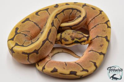 Python royal - Python Regius Spider Hypo