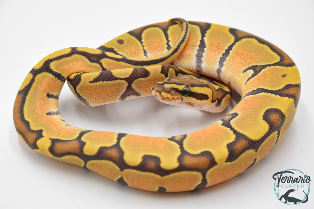 Python royal - Python regius Enchi Hypo 