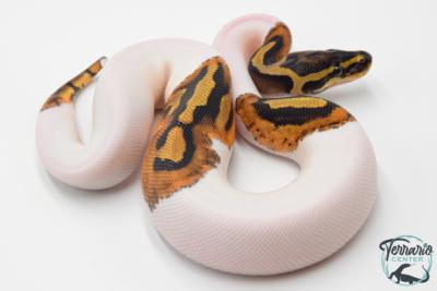 Python Royal - Python regius Piebald
