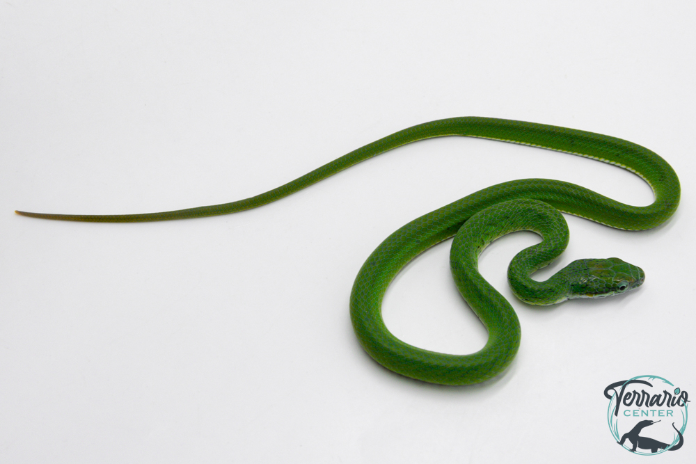 Gonyosoma coeruleum -  Serpent ratier vert - NC 2025