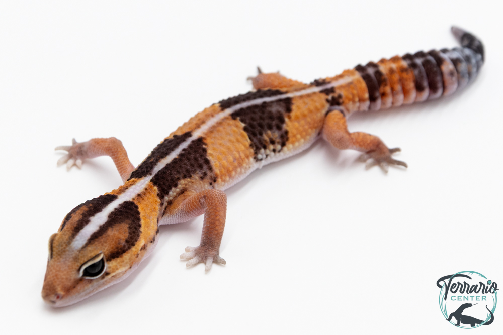 Hemitheconyx caudicinctus - Gecko à queue grasse - Mâle &#9794; A1