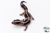 Hemitheconyx caudicinctus - Gecko à queue grasse - Femelle &#9792; A3