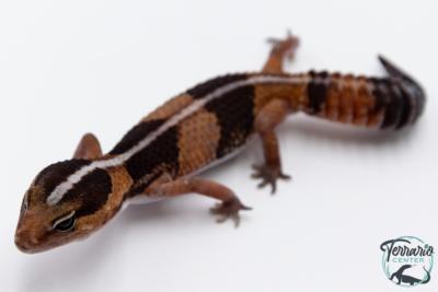 Hemitheconyx caudicinctus - Gecko à queue grasse - Femelle &#9792; A5