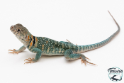 Crotaphytus collaris collaris Wichita Mountains - Lézard à collier 