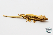 Correlophus ciliatus Lily White - Gecko à crête - Juvénile 10 -  NC 2023 - PH2024011010152249