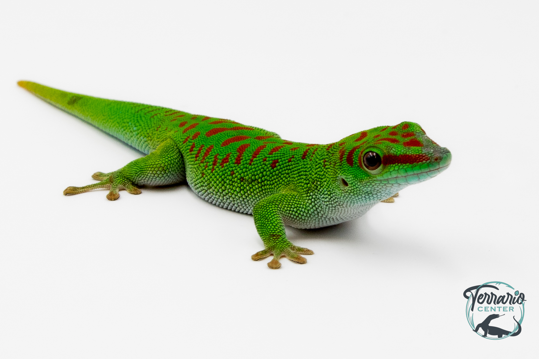 Phelsuma grandis - Gecko géant de Madagascar