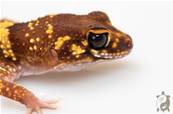 Underwoodisaurus milii - Gecko aboyeur  Het HYPO