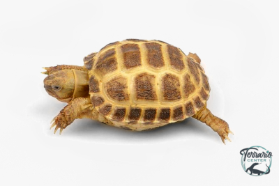 Agrionemys Horsfieldii 5 cm - Tortue des steppes