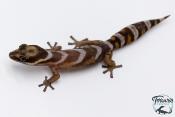 Oedura castelnaui - Gecko de velours du nord
