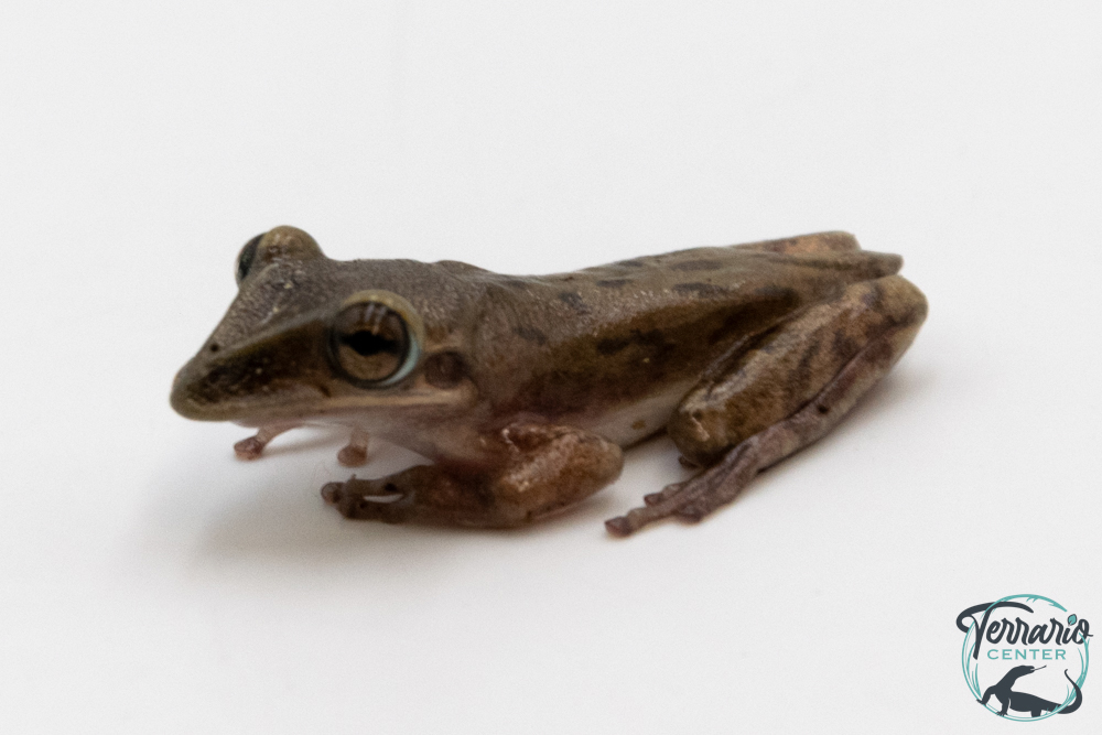 Triprion petasatus - Grenouille canard