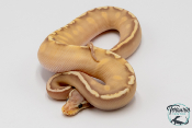 Python royal - Python regius Banana Mojave GHI Pastel