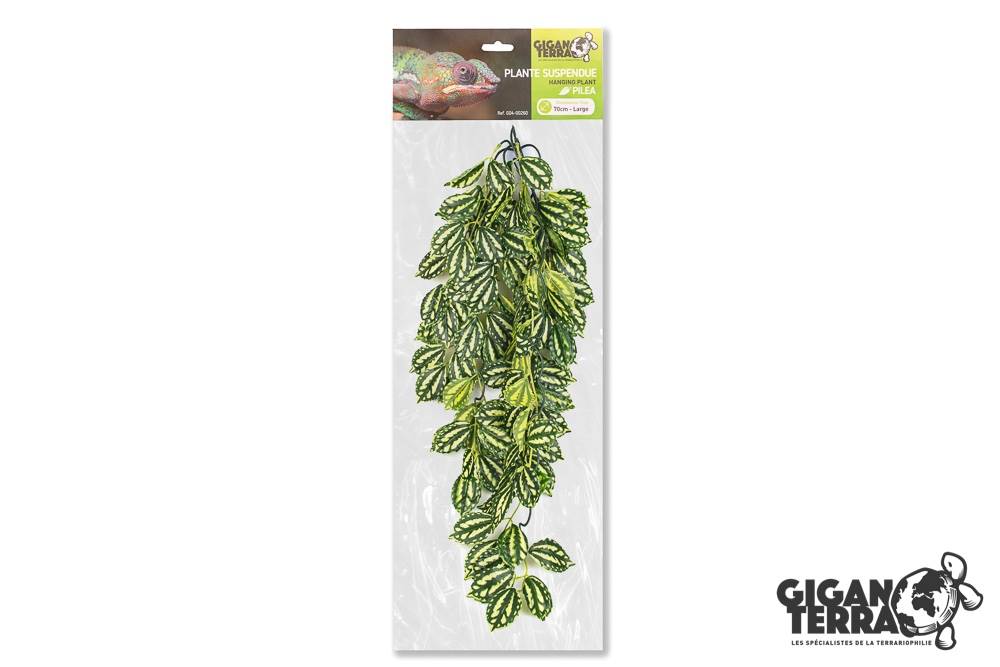 Plantes suspendues 1 - hauteur 70 cm