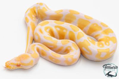 Python royal - Python regius Albinos