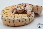 Python royal - Python regius Killer Bee Yellow Belly