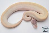 Python royal - Python regius Super Mojave