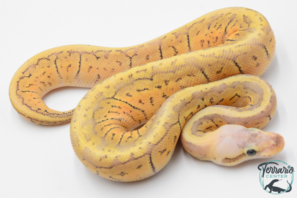 Python royal - Python regius Super Blast Yellow Belly