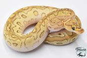 Python royal - Python regius Clown Lesser