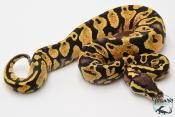 Python royal - Python regius Pastel Yellow Belly