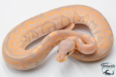 Python royal - Python regius Banana Cinnamon
