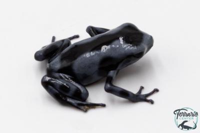 Dendrobates auratus - Dendrobate doré "Blue Black"