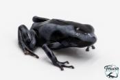 Dendrobates auratus - Dendrobate doré "Blue Black"
