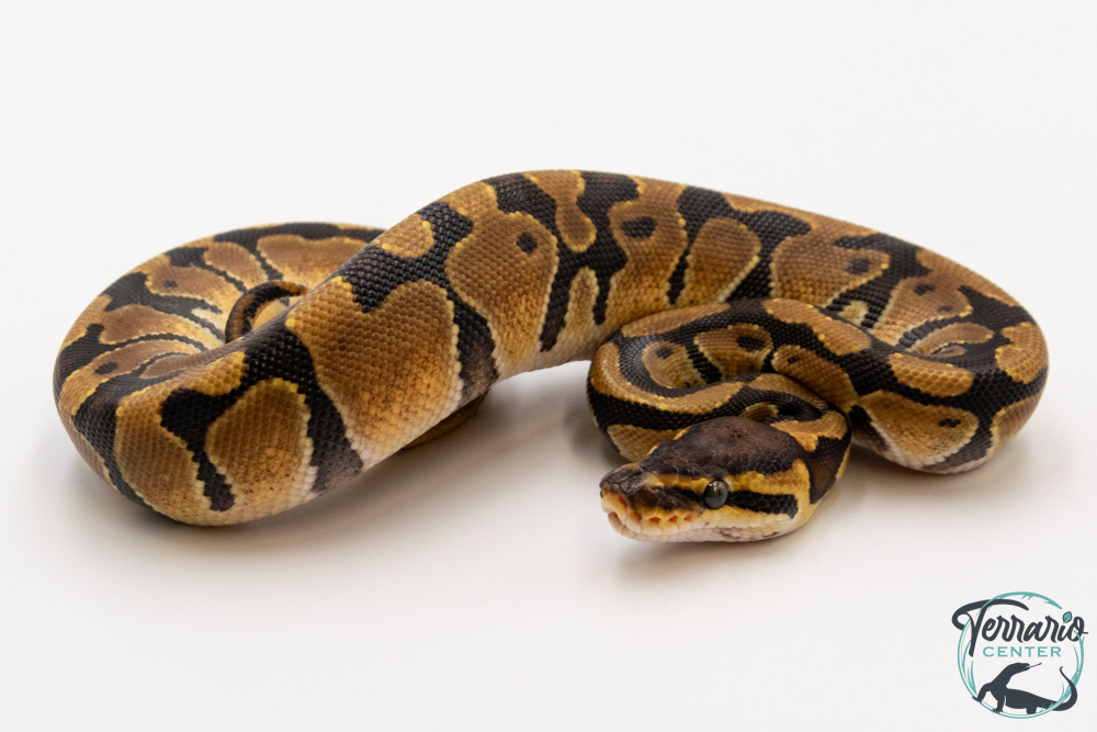 Python royal - Python regius Enchi