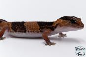 Hemitheconyx caudicinctus - Gecko à queue grasse - Femelle &#9792; A5