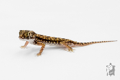 Stenodactylus Petrii - Gecko de dune