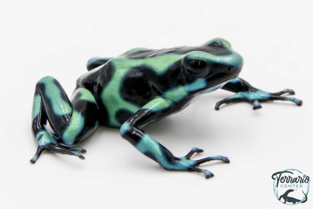 Dendrobates auratus - Dendrobate doré Cahuita