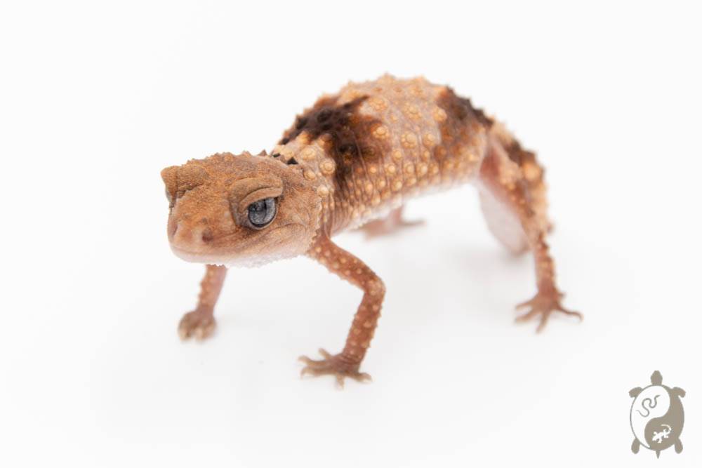 Nephrurus Wheeleri Cinctus - Gecko à queue bossue annelé
