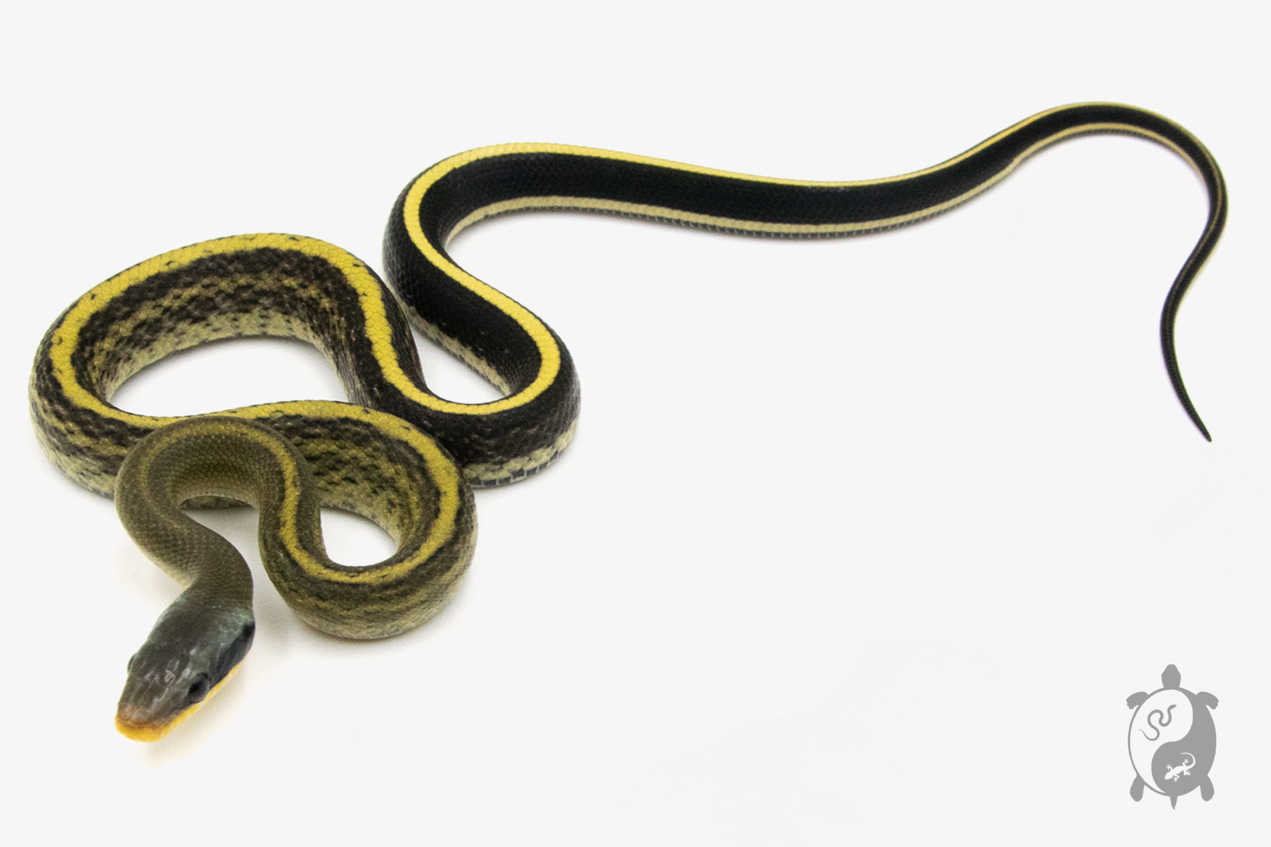 Orthriophis taeniurus Grabowskyi - Serpent-Ratier de Grabowskyi - NC 2023