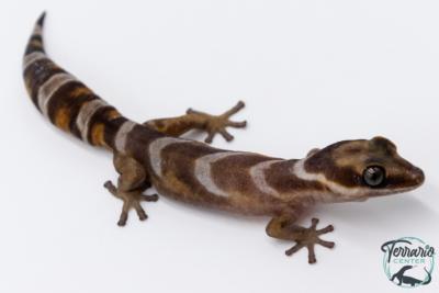 Oedura castelnaui - Gecko de velours du nord