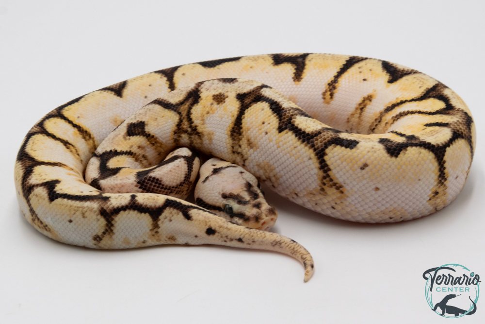 Python royal - Python regius Bumblebee Yellow Belly Sugar