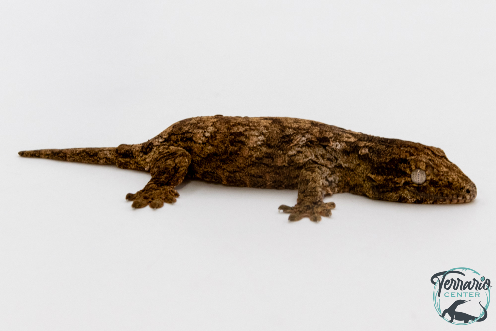 Rhacodactylus leachianus - Gecko géant de Nouvelle-Calédonie "Henkeli"