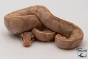 Python royal - Python regius Banana Sugar