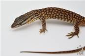 Varanus acanthurus - Varan à queue épineuse -  NC 2024