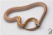 Serpent des blés - Pantherophis guttatus Tessera Amber Ligne
