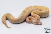 Python royal - Python regius Banana Lemon Blast Butter