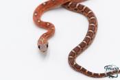 Serpent des blés - Pantherophis guttatus Scaleless