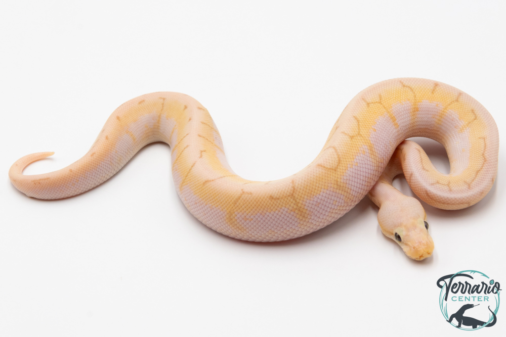 Python royal - Python regius Banana Spinner Blast